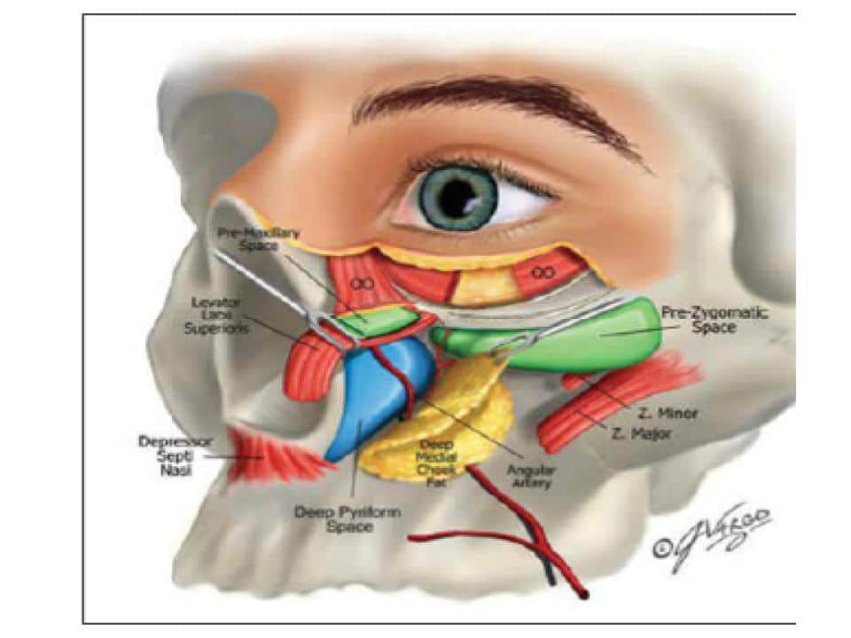 facial ligaments2